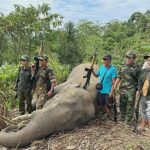 缅甸葡萄镇民兵团击毙连杀5人疯象！百户村民终返家-百家乐规则表-百家乐技巧-百家乐策略论坛